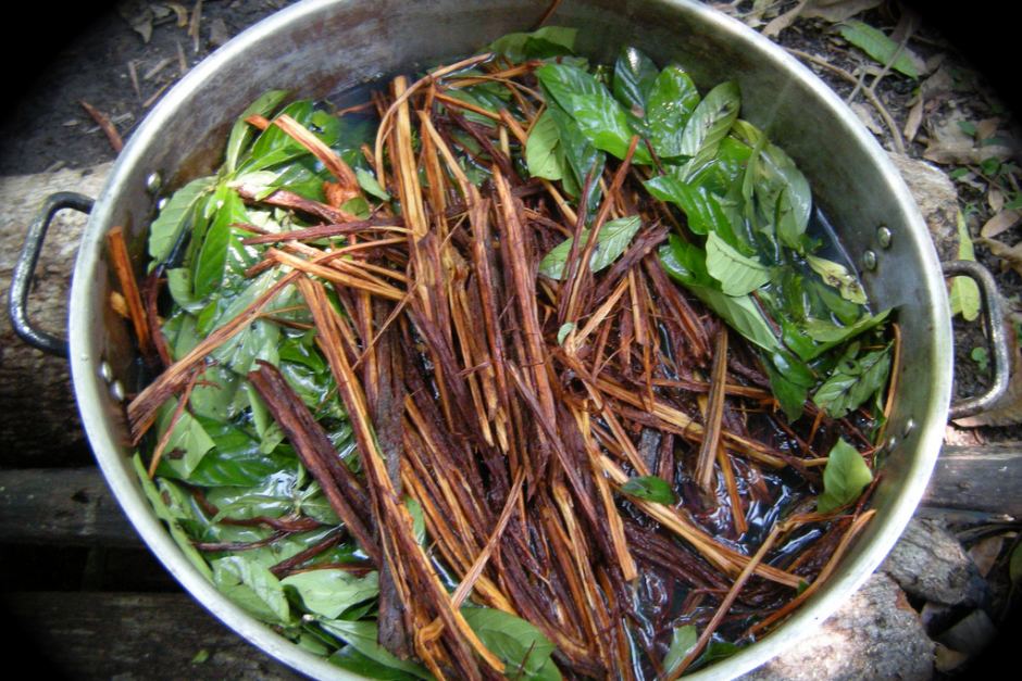 ayahuasca dmt