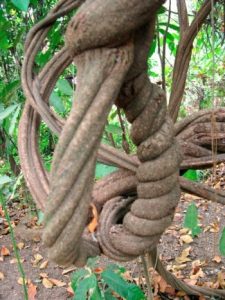 Ayahuasca plant