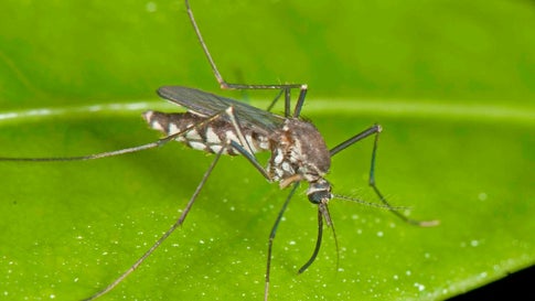 dengue-fever-mosquito